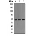 LifeSab™ SHMT2 Rabbit pAb (50 µl)