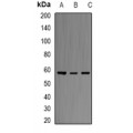 LifeSab™ ERG Rabbit pAb (50 µl)