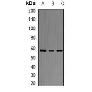 LifeSab™ ERG Rabbit pAb (50 µl)