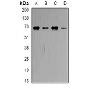 LifeSab™ CBS Rabbit pAb (50 µl)