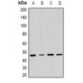 LifeSab™ PSMC5 Rabbit pAb (50 µl)