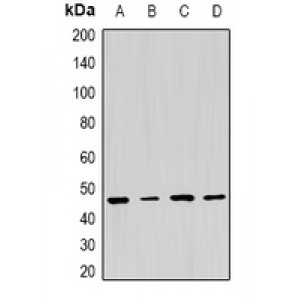 LifeSab™ PSMC5 Rabbit pAb (50 µl)
