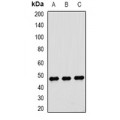 LifeSab™ Dysbindin 1 Rabbit pAb (50 µl)