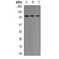 LifeSab™ GNT1 Rabbit pAb (50 µl)