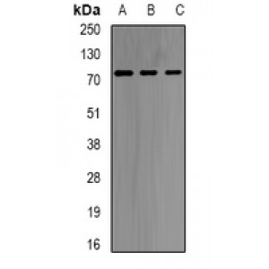 LifeSab™ GNT1 Rabbit pAb (50 µl)