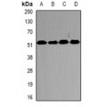 LifeSab™ PSMC2 Rabbit pAb (50 µl)