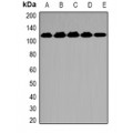 LifeSab™ OGT Rabbit pAb (50 µl)