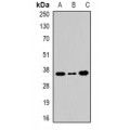 LifeSab™ WDR5 Rabbit pAb (50 µl)