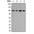 LifeSab™ HIWI1 Rabbit pAb (50 µl)