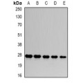 LifeSab™ PSMA6 Rabbit pAb (50 µl)