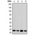 LifeSab™ PSMA2 Rabbit pAb (50 µl)