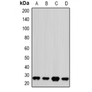 LifeSab™ PSMA2 Rabbit pAb (50 µl)
