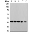 LifeSab™ PSMA4 Rabbit pAb (50 µl)