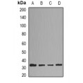 LifeSab™ HNMT Rabbit pAb (50 µl)