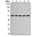 LifeSab™ Alpha-tubulin 4a Rabbit pAb (50 µl)