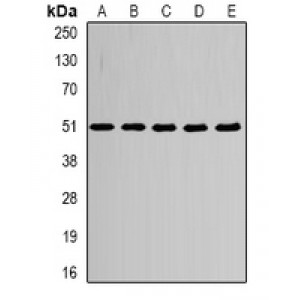 LifeSab™ Alpha-tubulin 4a Rabbit pAb (50 µl)