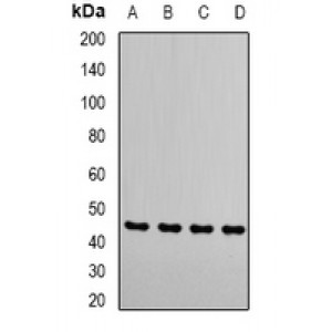 LifeSab™ RRM2 Rabbit pAb (50 µl)