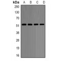 LifeSab™ p54nrb Rabbit pAb (50 µl)