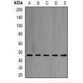 LifeSab™ eIF4A1 Rabbit pAb (50 µl)