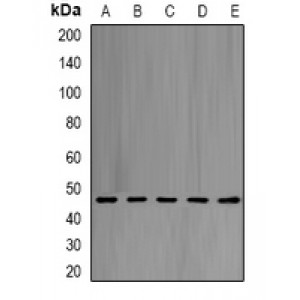 LifeSab™ eIF4A1 Rabbit pAb (50 µl)