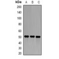 LifeSab™ Epsilon-sarcoglycan Rabbit pAb (50 µl)