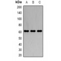 LifeSab™ IRSp53 Rabbit pAb (50 µl)