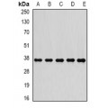 LifeSab™ PSMD7 Rabbit pAb (50 µl)
