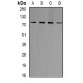LifeSab™ GlyRS Rabbit pAb (50 µl)