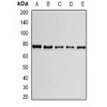LifeSab™ PRPF3 Rabbit pAb (50 µl)