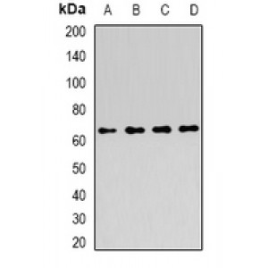 LifeSab™ ATIC Rabbit pAb (50 µl)
