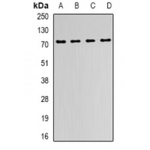 LifeSab™ FMR1 Rabbit pAb (50 µl)