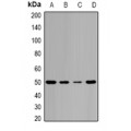 LifeSab™ Pontin 52 Rabbit pAb (50 µl)