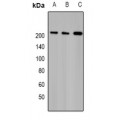 LifeSab™ TAF172 Rabbit pAb (50 µl)