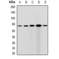 LifeSab™ CGBP Rabbit pAb (50 µl)