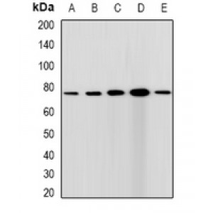 LifeSab™ CGBP Rabbit pAb (50 µl)