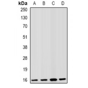 LifeSab™ Fis1 Rabbit pAb (50 µl)