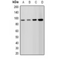 LifeSab™ Lsh Rabbit pAb (50 µl)