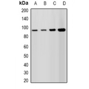 LifeSab™ Lsh Rabbit pAb (50 µl)