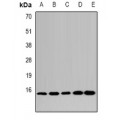 LifeSab™ LSm4 Rabbit pAb (50 µl)