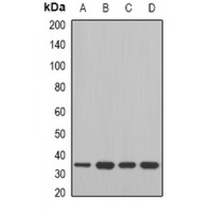 LifeSab™ MDH2 Rabbit pAb (50 µl)