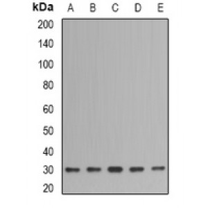 LifeSab™ IMPA1 Rabbit pAb (50 µl)