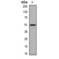 LifeSab™ PPOX Rabbit pAb (50 µl)