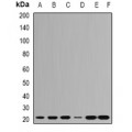 LifeSab™ RPL9 Rabbit pAb (50 µl)