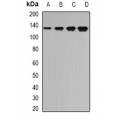 LifeSab™ TPP2 Rabbit pAb (50 µl)
