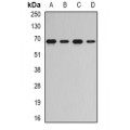 LifeSab™ RNGTT Rabbit pAb (50 µl)