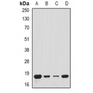 LifeSab™ Tim17 Rabbit pAb (50 µl)
