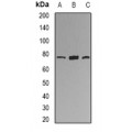LifeSab™ KIF2B Rabbit pAb (50 µl)