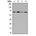 LifeSab™ Lamin B2 Rabbit pAb (50 µl)