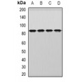 LifeSab™ DDX1 Rabbit pAb (50 µl)