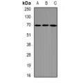 LifeSab™ DDX41 Rabbit pAb (50 µl)
